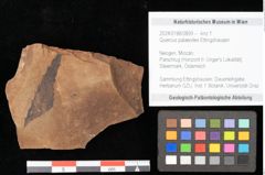 Foto (Objekt + Etikett) von Quercus palaeoilex Ettingshausen (NHMW-GEO-2024-0188-0899)